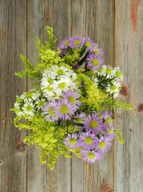 ASSORTED FILLER ASTERS
